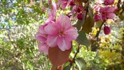 Malus 'Seikirk' Flower HMS18.JPG