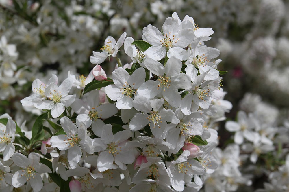 Malus 'Sutyzam' Flower SS14.JPG