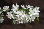 Malus 'Sutyzam' Flowers 1 JWB14.JPG
