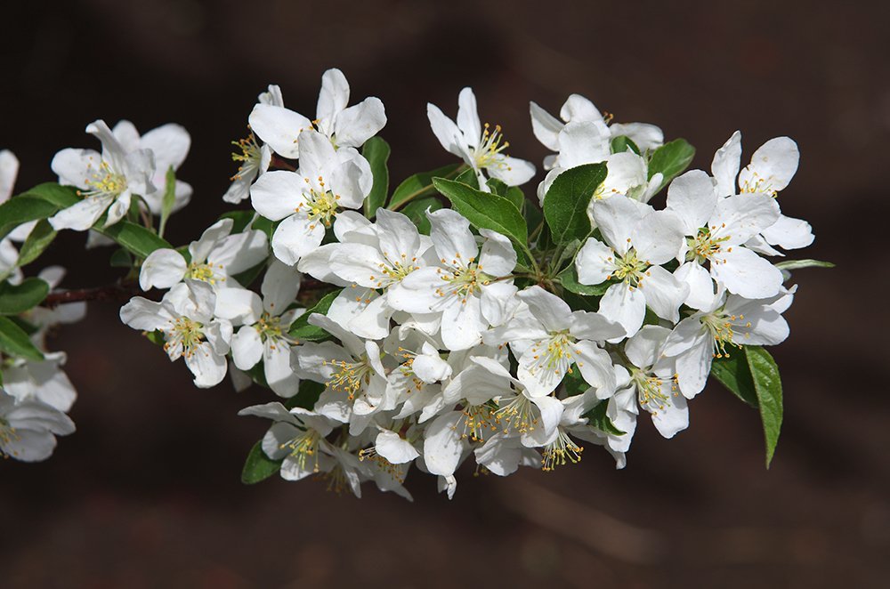Malus 'Sutyzam' Flowers 1 JWB14.JPG