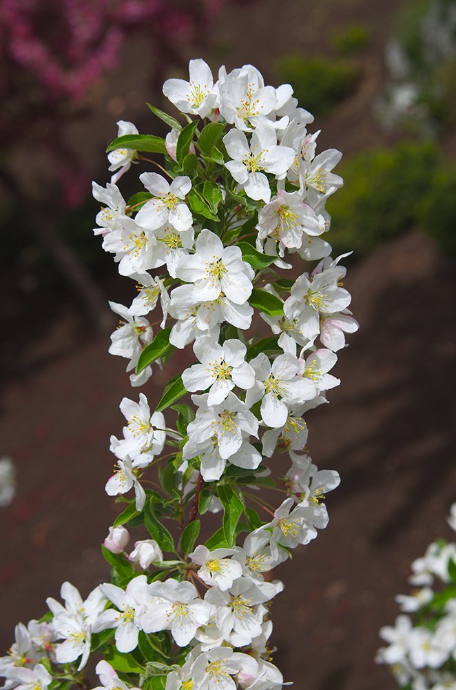 Malus 'Sutyzam' Flowers 2 JWB14.JPG