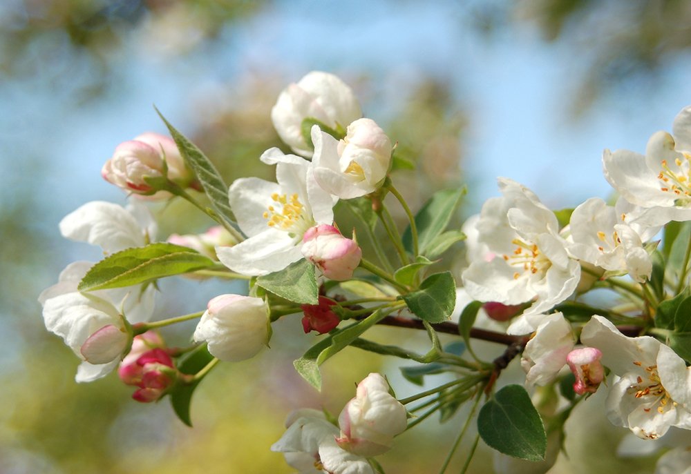 Malus 'Sutyzam' Flowers JWB.JPG