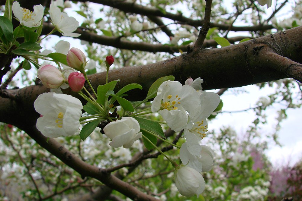 Malus 'Sutyzam' Flowers VL.JPG