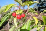 Malus 'Sutyzam' Fruit VL.JPG