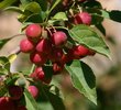 Malus 'Sutyzam' Fruits GG12.JPG