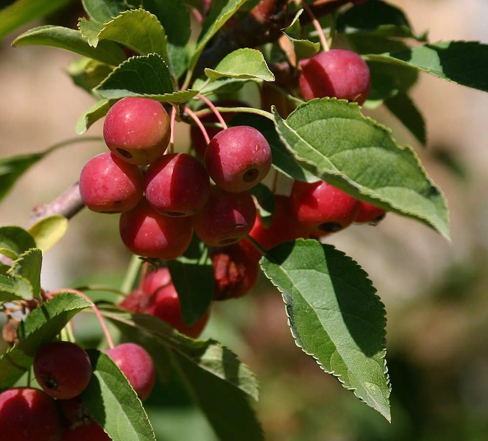 Malus 'Sutyzam' Fruits GG12.JPG