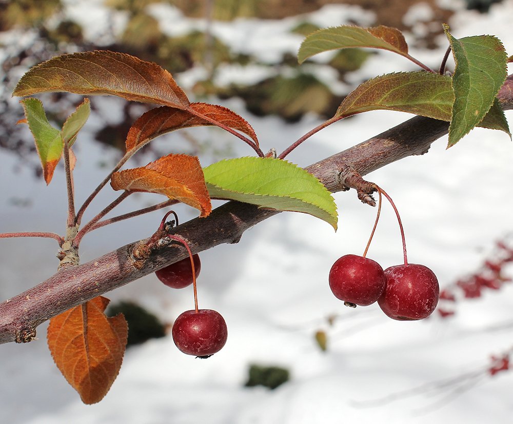 Malus 'Sutyzam' Fruits SA12.JPG