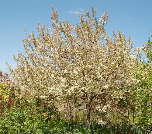 Malus 'Sutyzam' Habit JWB.JPG