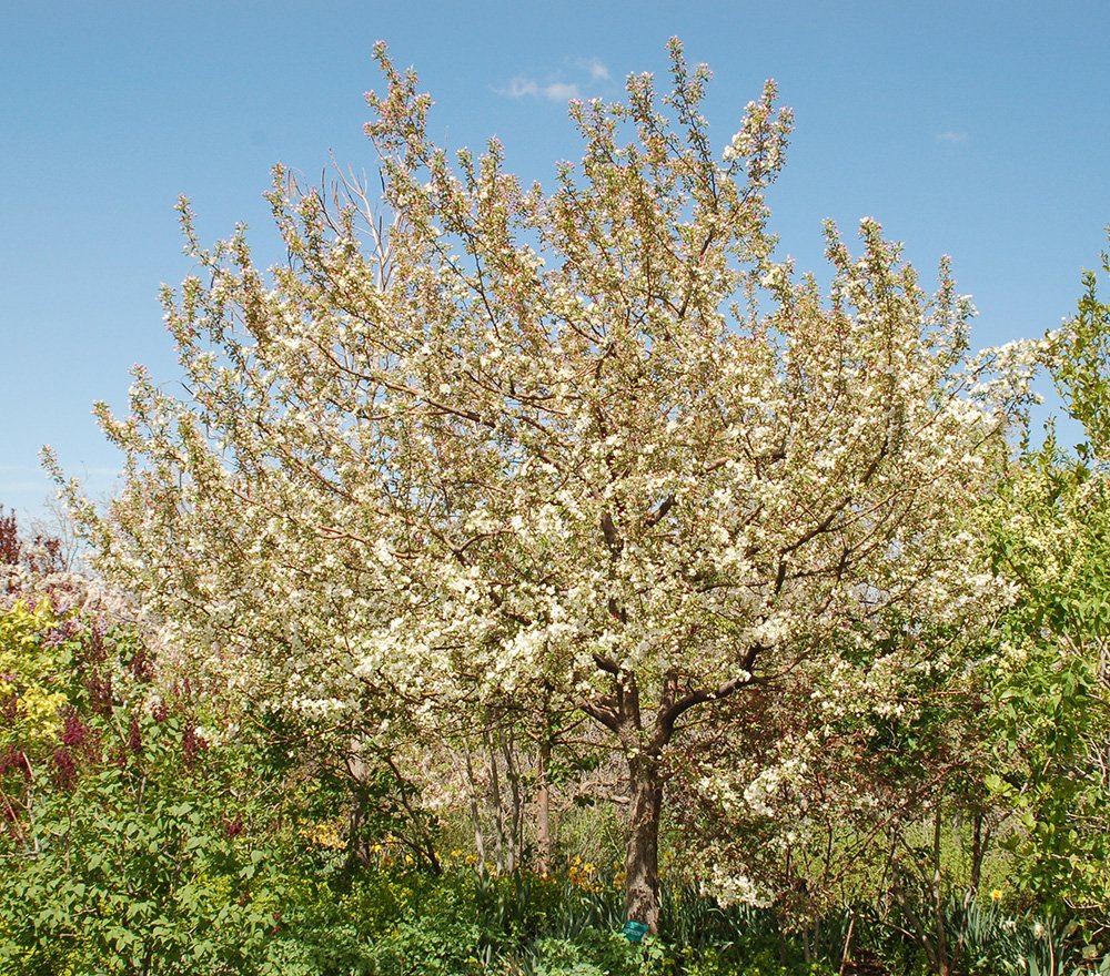Malus 'Sutyzam' Habit JWB.JPG