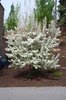 Malus 'Sutyzam' Habit JWB14.JPG