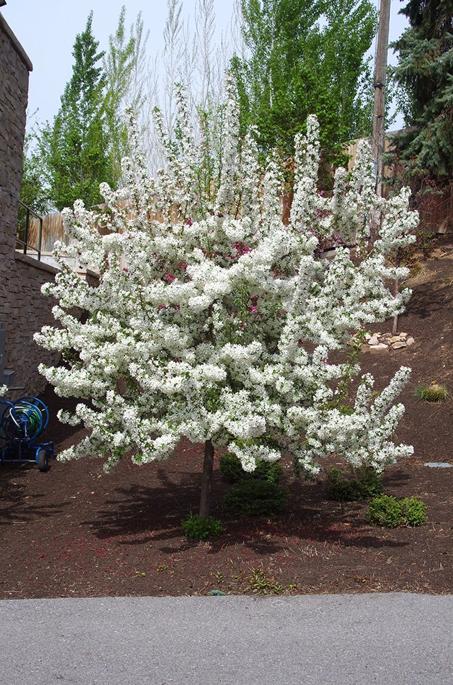 Malus 'Sutyzam' Habit JWB14.JPG