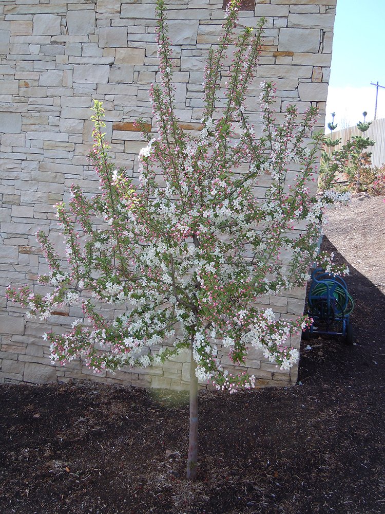 Malus 'Sutyzam' Habit in Flower JWB12.JPG