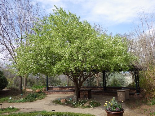 Malus baccata 'Jackii' in Bud JWB16.JPG