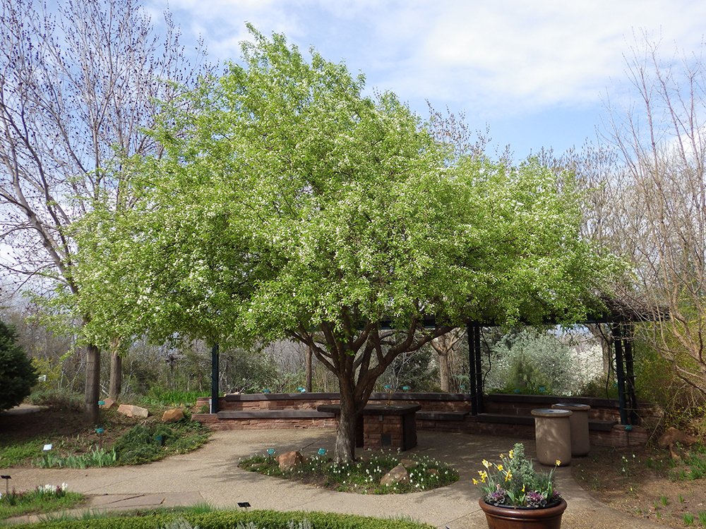 Malus baccata 'Jackii' in Bud JWB16.JPG