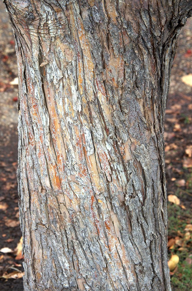 Malus baccata f. jackii Bark JWB13.JPG