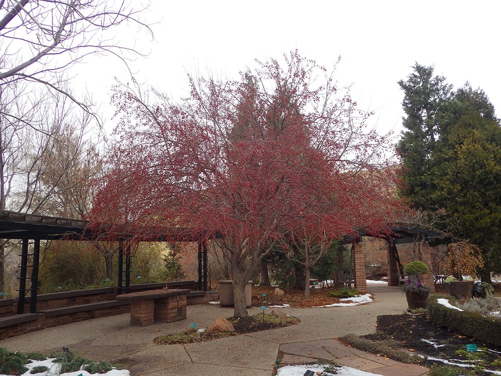 Malus baccata f. jackii Habit HMS16.JPG