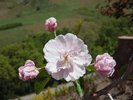 Malus ioensis 'Prairie Rose' Flower JWB17.JPG