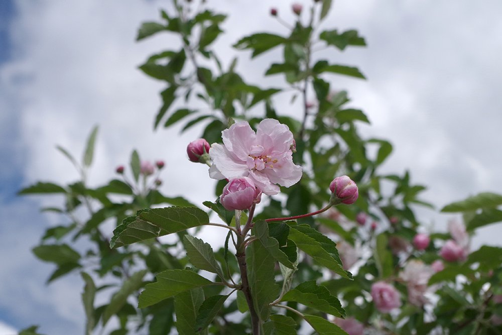 Malus ioensis 'Prairie Rose' Flower and Buds 1 JWB19.JPG