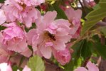 Malus ioensis 'Prairie Rose' Flower and Pollinator 1 LEG18..JPG
