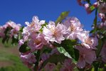 Malus ioensis 'Prairie Rose' Flowers 1 JWB18.JPG