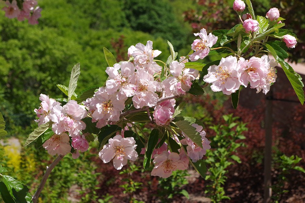Malus ioensis 'Prairie Rose' Flowers 5 JWB18.JPG