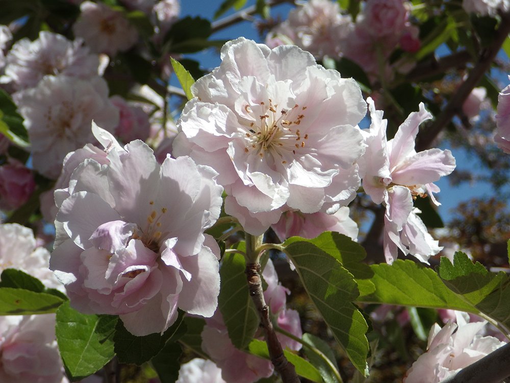 Malus ioensis 'Prairie Rose' Flowers JWB17.JPG