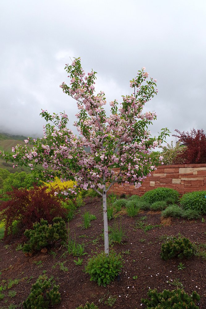 Malus ioensis 'Prairie Rose' Habit in Bloom 1 JWB19.JPG