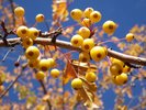 Malus transitoria 'Schmidtcutleaf' Fruits JWB17.JPG