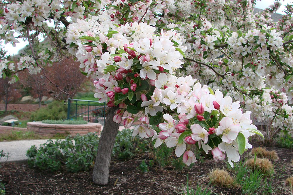 Malus x zumi calocarpa Flowers VL.JPG