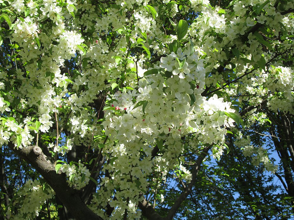 Malus x zumi var. calocarpa Flower JAW16.JPG