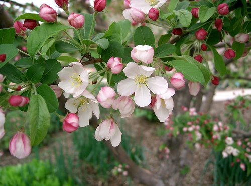 Malus x zumi var. calocarpa Flowers.jpg
