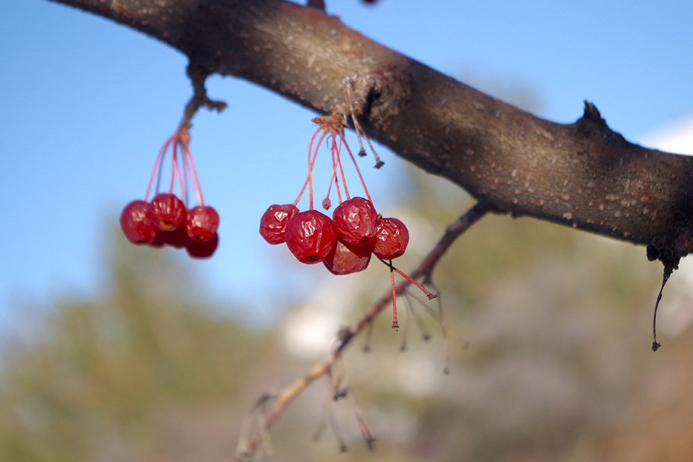 Malus x zumi var. calocarpa Fruits JWB19.JPG