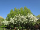 Malus x zumi var. calocarpa group planting JAW16.JPG