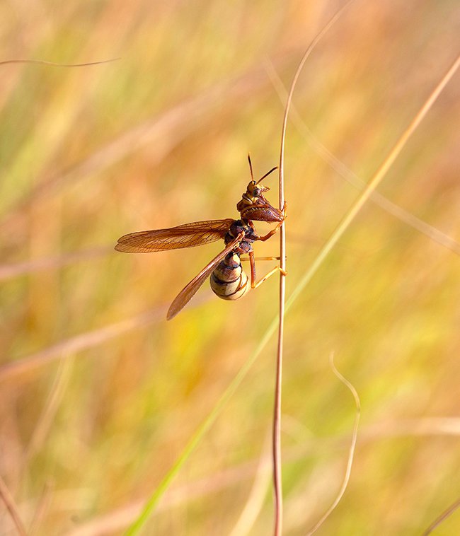 Mantispidae (Mantid Fly) 8 JWB22 copy