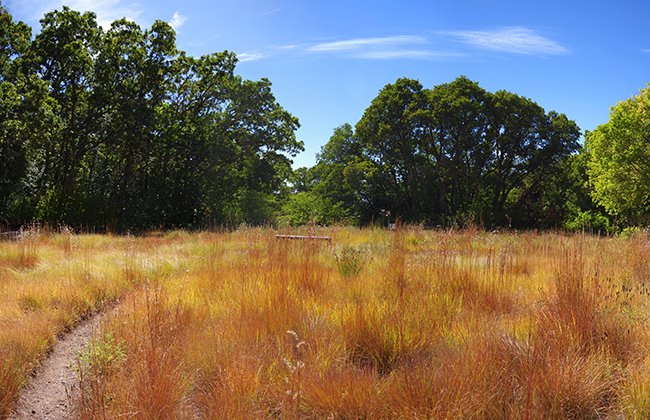 Meadow Pano 1 JWB22 copy