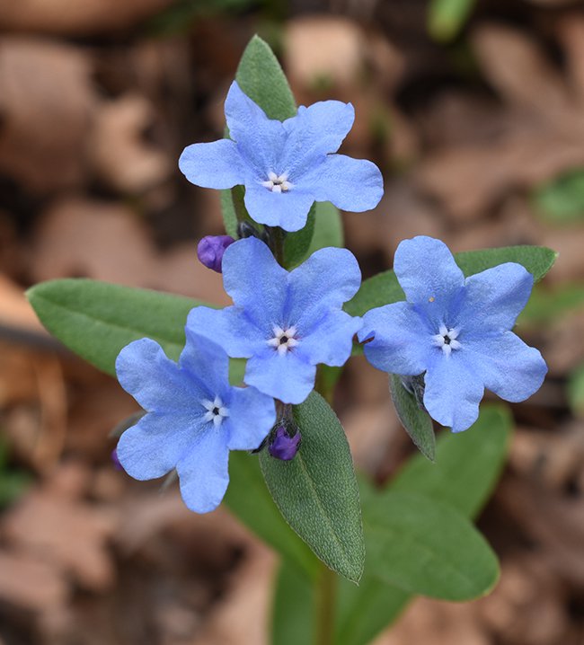 Mertensia-brevistyla-Flowers-2-JWB21.JPG