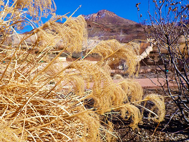 Miscanthus-sinensis-&#x27;Gracillimus&#x27;-Seedhead-Winter-HMS22