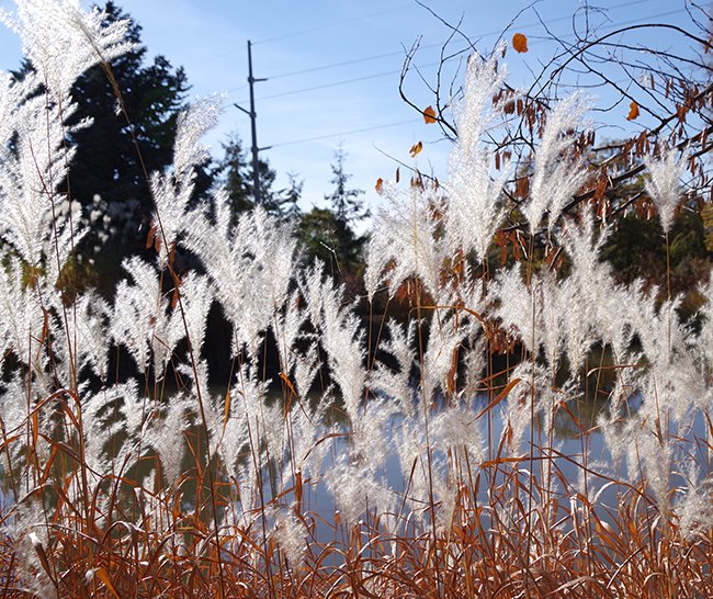 Miscanthus-sinensis-&#x27;Purpurascens&#x27;-Seed-Heads-1-JWB23