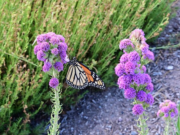 Monarch butterfly on milkweed Glenn Eurick