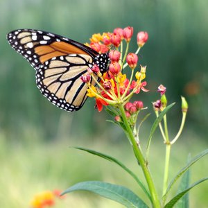 Monarch-Butterfly-on-Milkweed-LEG17