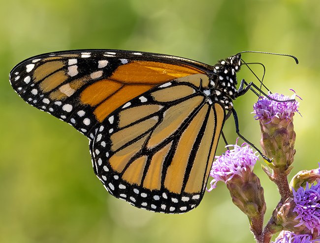 Monarch