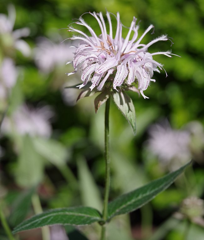 Monarda