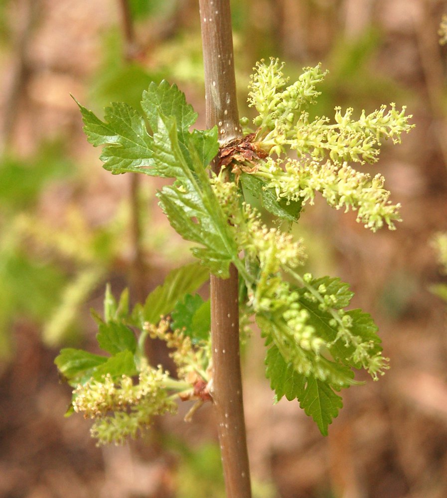 Morus alba 'Chaparral' Flowers JWB.JPG
