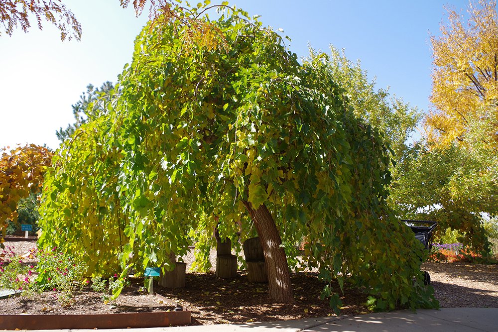 Morus alba 'Chaparral' Habit SUM17.JPG