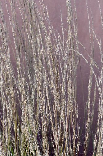 Muhlenbergia-montana-Inflorescence-1-GLE21.JPG