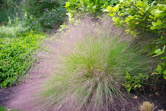 Grass