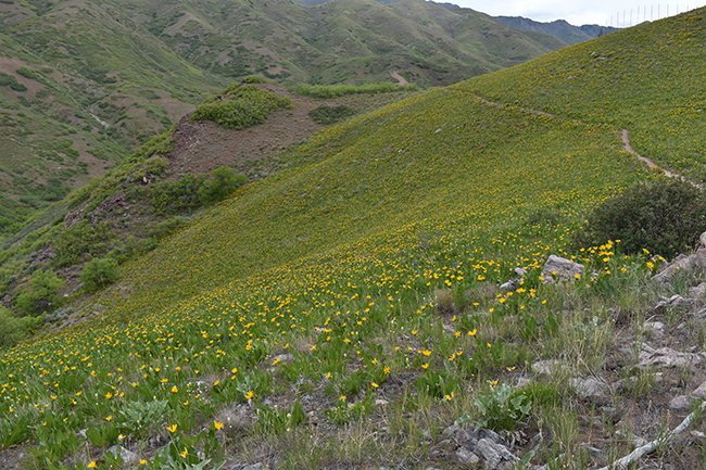 NA Beauty Bowl - Wyethia aplexicaulis JWB21.JPG