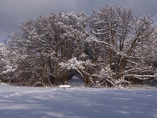 NA Oak Tunnel Winter 3 JWB22 copy