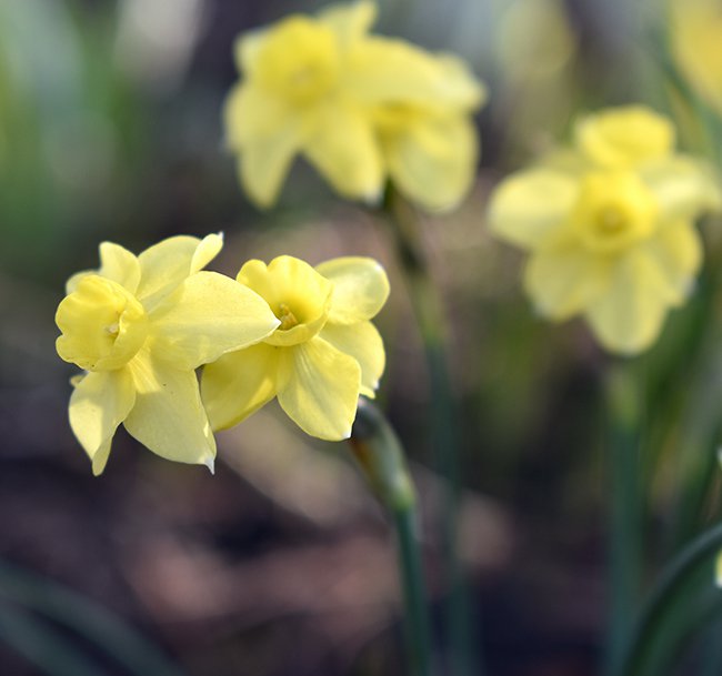 Floriferous Friday - Red Butte Garden