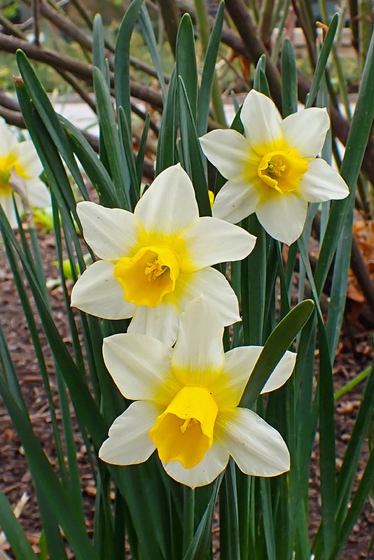 Narcissus-&#x27;Golden-Echo&#x27;-Spring-HMS22